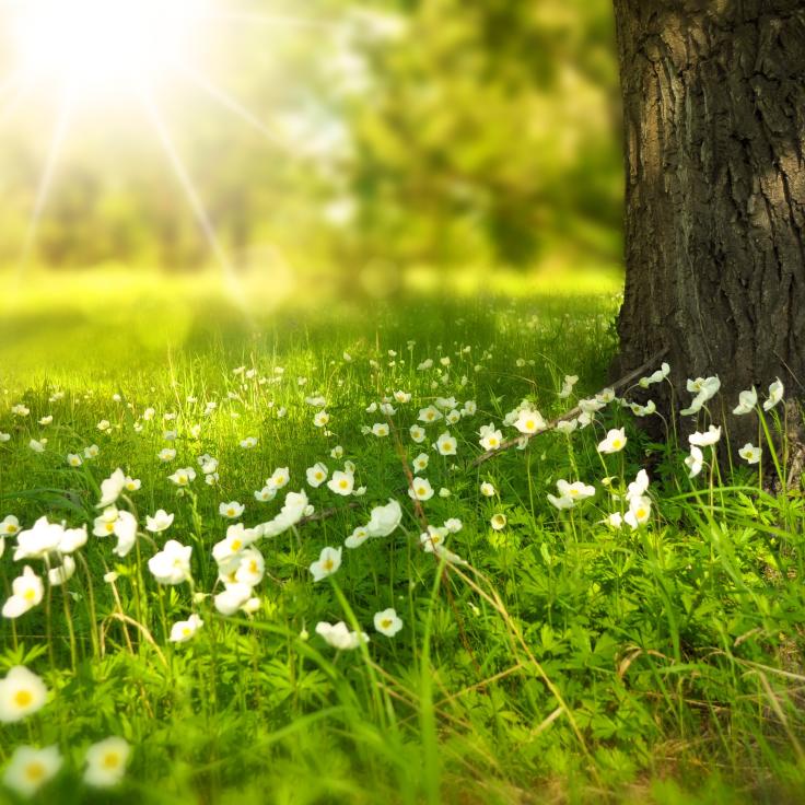 Bloemen in de zon
